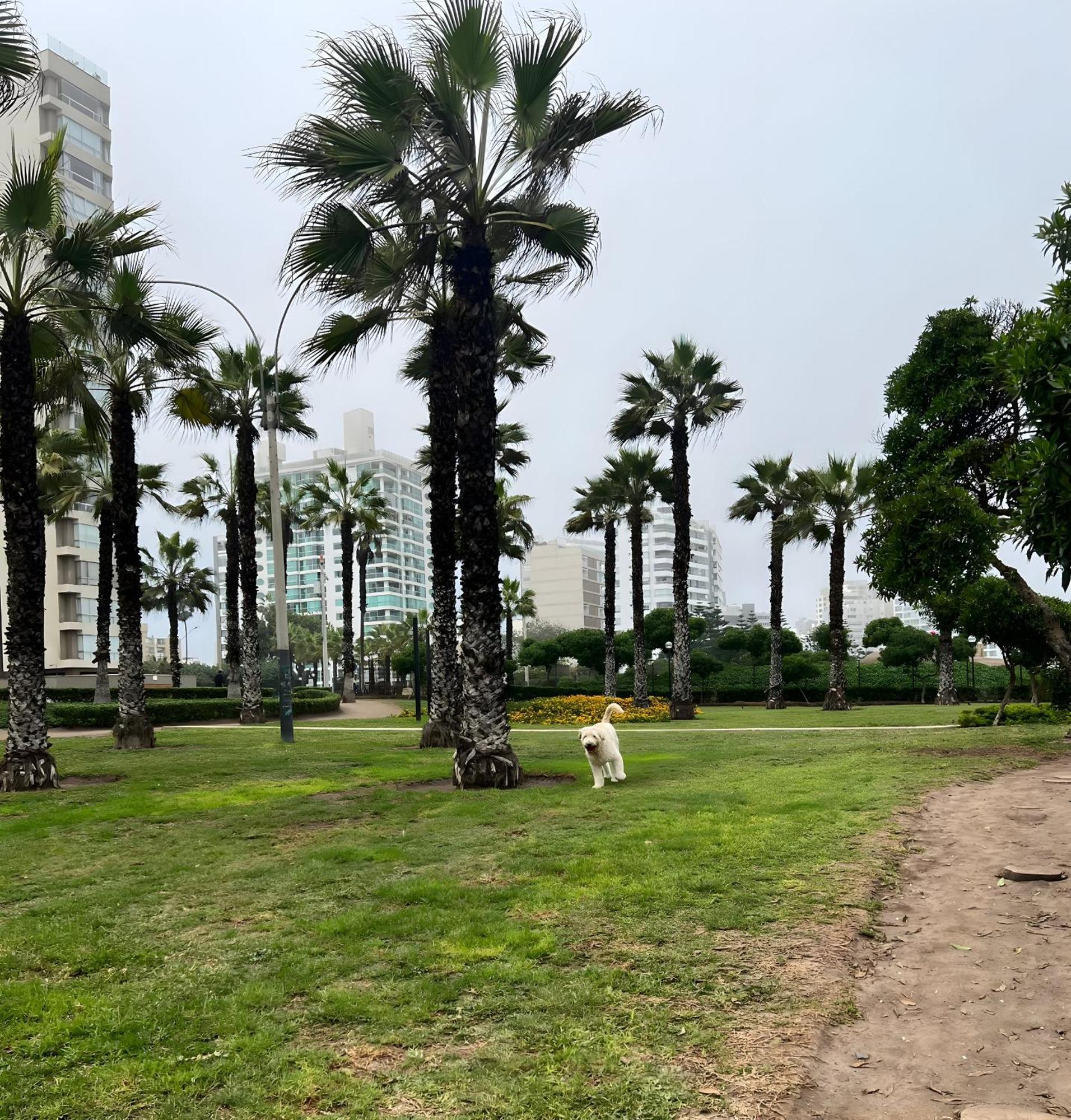Modern 1br Loft Close To The Seawalk Of Miraflores *